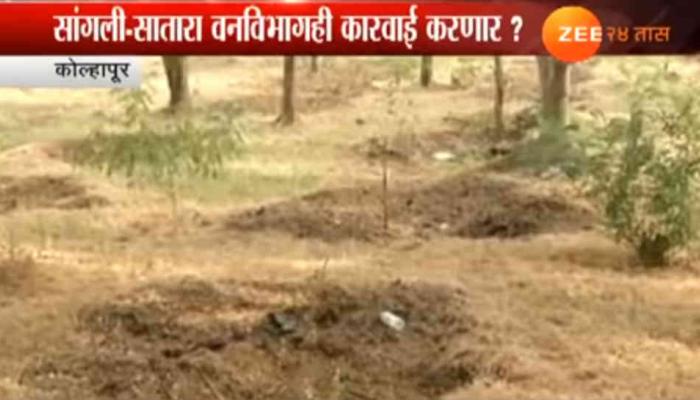 वृक्ष लागवड घोटळ्याप्रकरणी कोल्हापूर वन विभागातील ४ कर्मचा-यांचं निलंबन