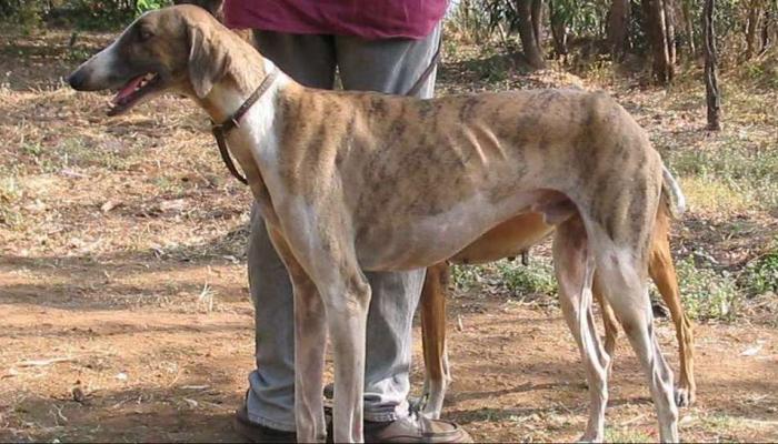 लोकमान्य टिळकांच्या शाळेत कुत्र्यांची नसबंदी, नगर परिषदेचा प्रताप