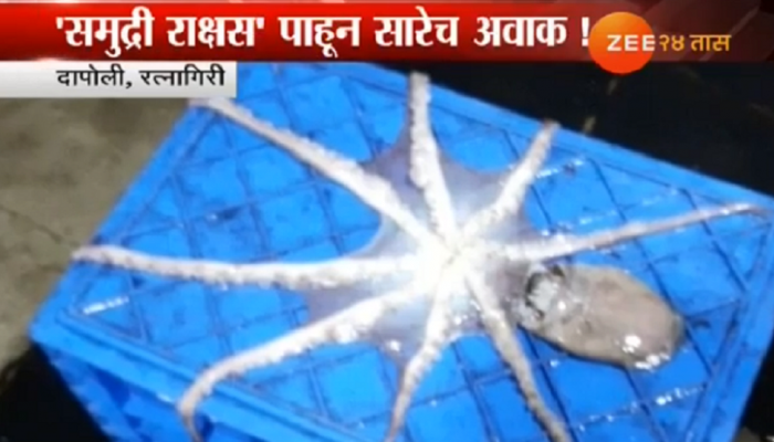 रत्नागिरीत पुन्हा एकदा आढळला 'समुद्री राक्षस'