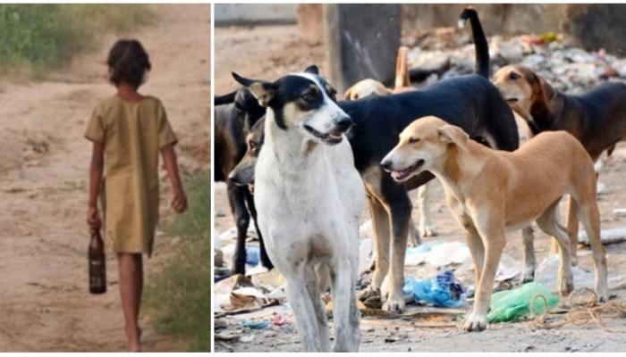 उघड्यावर शौचाला गेलेल्या मुलीवर कुत्र्याचा हल्ला, जागेवर मृत्यू