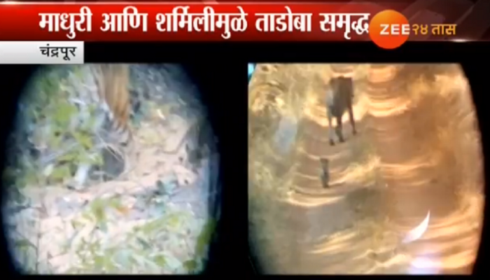 माधुरी - शर्मिलीमुळे ताडोबाच्या 'बफरझोन'ला पर्यटकांची पसंती!