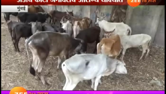 राज्य सरकारचा हलगर्जीपणा, अडीच कोटी जनावरांचे आरोग्य धोक्यात