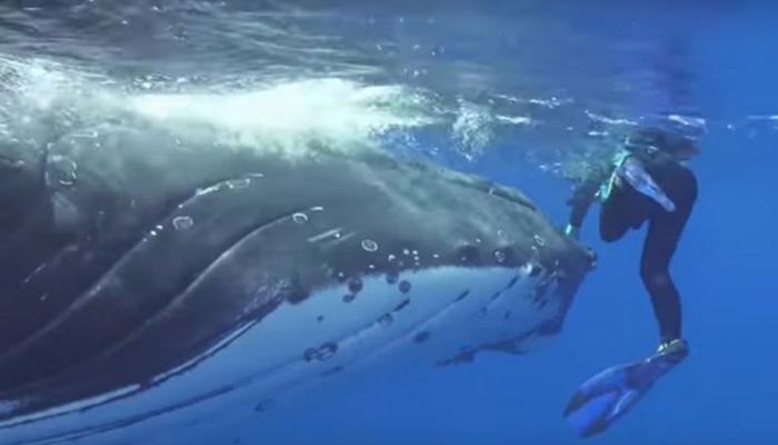 VIDEO: खोल समुद्रात संशोधकांवर शार्कने केला हल्ला आणि मग...