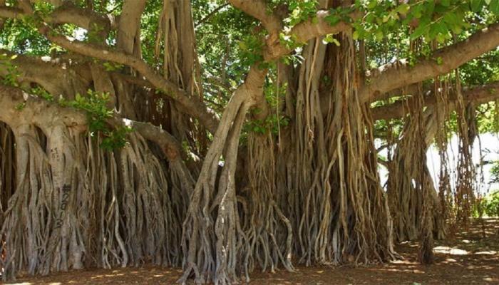 स्वतंत्र भारतातलं गुलाम गाव : तिरंगाच फडकावला गेला नाही या गावात