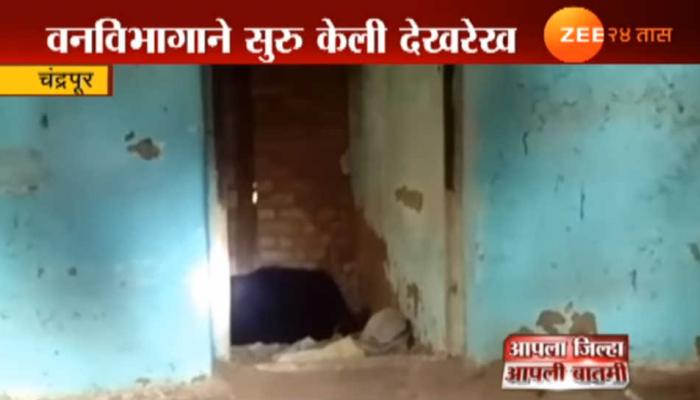 सलग तिस-या वर्षी अस्वलीने पिलांना तिथेच दिला जन्म