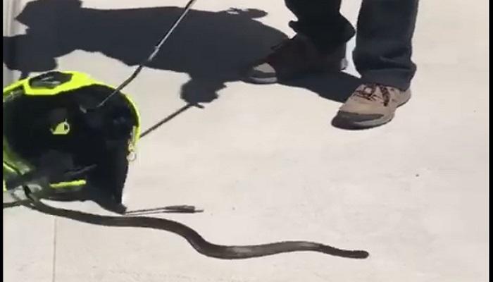 VIDEO : ...आणि हेल्मेटमधून बाहेर पडला साप