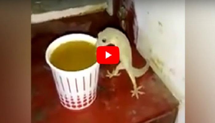 viral video : पाल घेतेय चहाचा आस्वाद