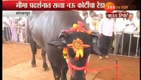 सव्वा नऊ कोटींचा युवराज रेडा ठरलाय आकर्षणाचा विषय
