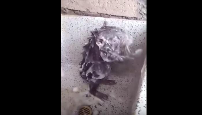 viral video :गलिच्छ बिळांची सफर केल्यानंतर साबणाने अंघोळ करणारा उंदीर 