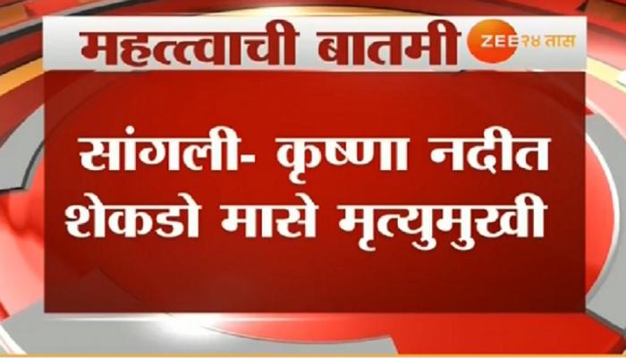 प्रदूषित पाण्यामुळे सांगलीत कृष्णा नदीत शेकडो माशांचा मृत्यू 