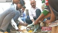 वेदनेनं कळवळणाऱ्या जीवाला शाळेनं दिलं जीवदान 