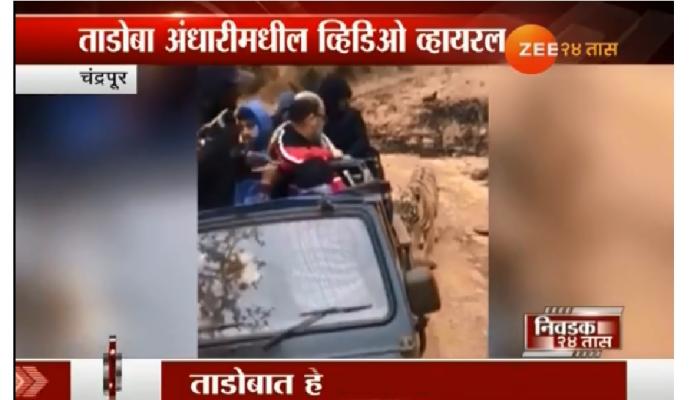ताडोबा-अंधारी व्याघ्र प्रकल्पातील एक धक्कादायक व्हिडीओ