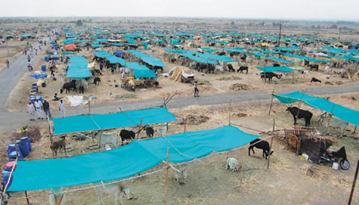 चारा छावणी भ्रष्टाचार : राज्य सरकारला मुंबई उच्च न्यायालयाने फटकारले