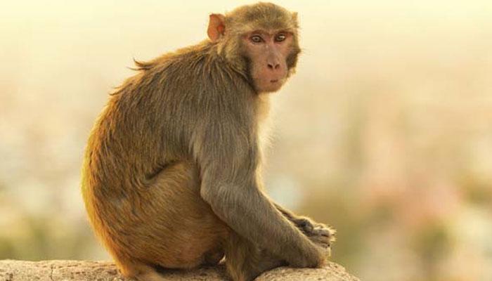 Viral Video: माकडाने पर्यटकाच्या पर्समधून पैसे काढून उडवले