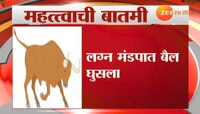 लग्नमंडपात बैल घुसल्याने मोठा गोंधळ