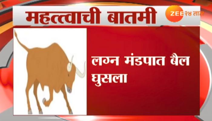  लग्नमंडपात बैल घुसल्याने १२ जण जखमी