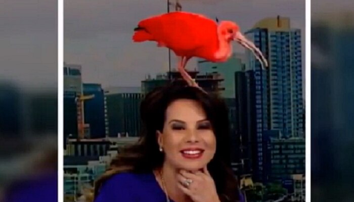 VIDEO : जेव्हा लाईव्ह न्यूज अँकरच्या डोक्यावर नाचला पक्षी 