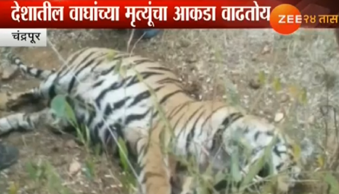 जागतिक वन्यजीव दिवस : दोन महिन्यांत २१ वाघांचा मृत्यू 