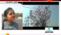 पूर्व द्रुतगती मार्ग 'पिंक पाऊल' फुलांनी बहरला 