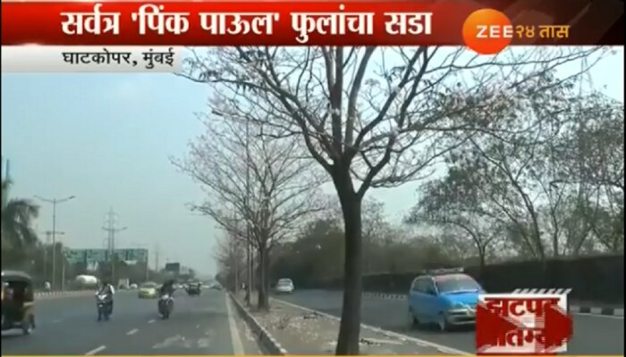 मुंबई पूर्व द्रुतगती मार्गावर फुलांचा सडा