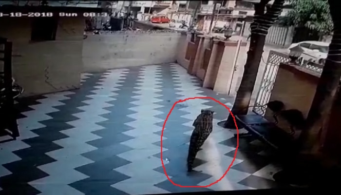 व्हिडिओ : उल्हासनगरमध्ये शहरात घुसलेला बिबट्या सीसीटीव्हीत कैद