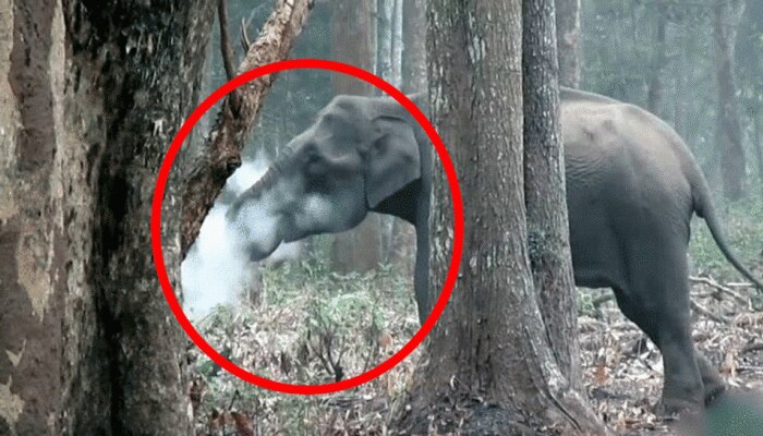 व्हिडिओ:कॅमेऱ्यात कैद झाला धुम्रपान करणारा हत्ती, असे आहे सत्य
