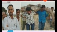 लातूर । मांजरा नदी पात्रात सापडली जीवंत मगर 