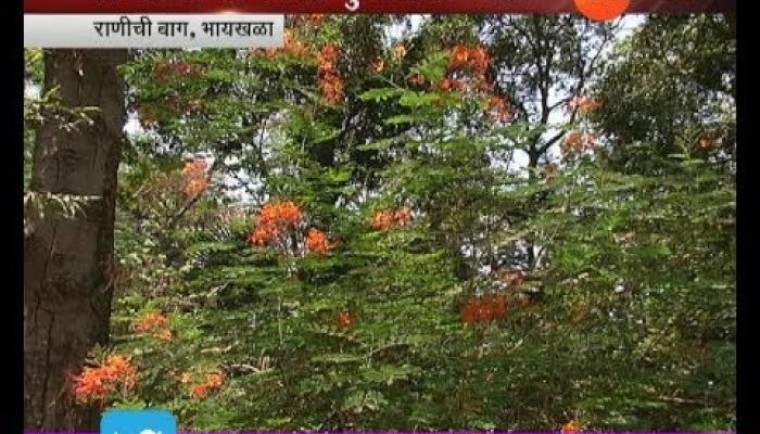 वसंत वैभव : राणीच्या बागेत फुलोरा फुलला 