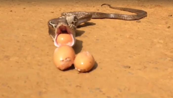 VIDEO : जेव्हा कोबरा सापाने आपल्या तोंडाने बाहेर टाकली सात अंडी 