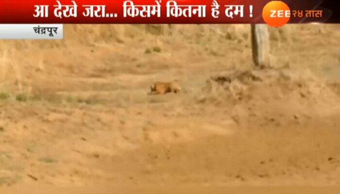 वायरल व्हिडिओ : वाघानं केली जंगली कुत्र्यांची शिकार 