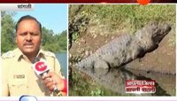 सांंगली । ब्रम्हनाळमध्ये मुलाला मगरीने नेले ओढून