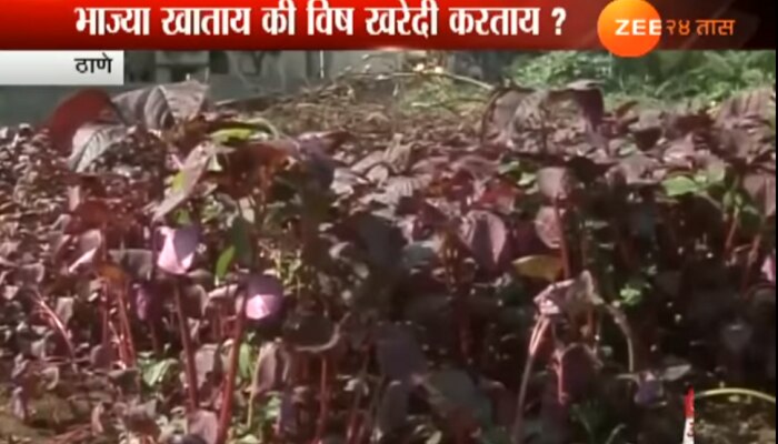 VIDEO : आपल्या घरात येणाऱ्या भाज्यांचे हे धक्कादायक वास्तव