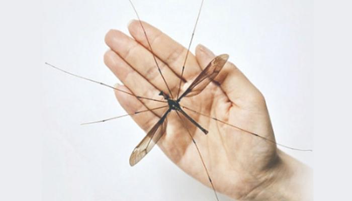 चीनमध्ये सापडला जगातला सर्वात महाकाय मच्छर, ११.१५ सेंटीमीटर पसरवतो पंख