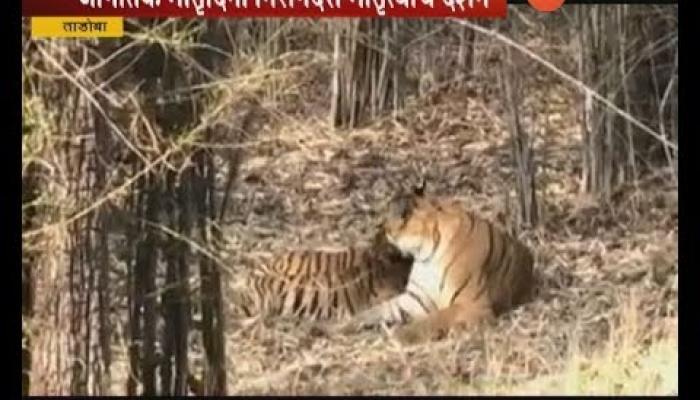 ताडोबाच्या 'माया'नं असा साजरा केला मातृदिन! 