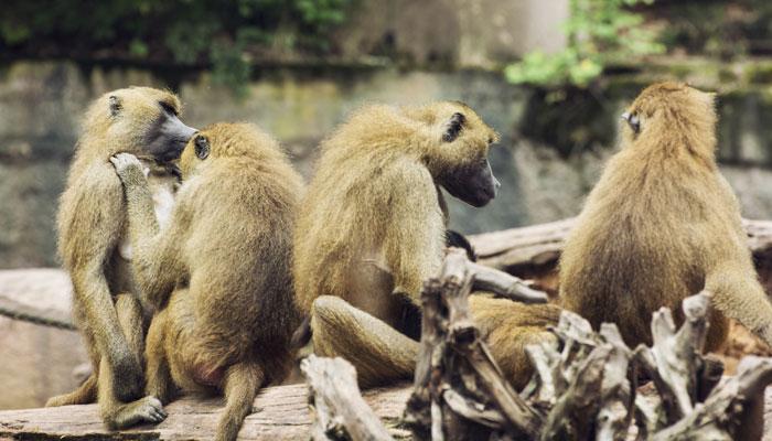 यंदा प्राणी गणनेमध्ये वाढ 