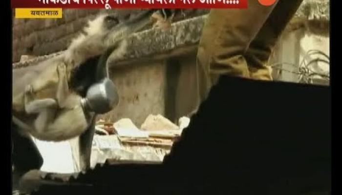 यवतमाळ | माकडाच्या डोक्यात अडकला गडवा