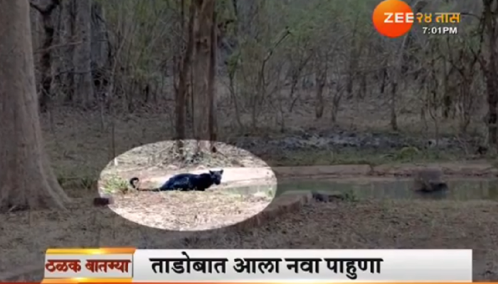 ताडोबात आढळला 'बघिरा', कॅमेऱ्यात कैद