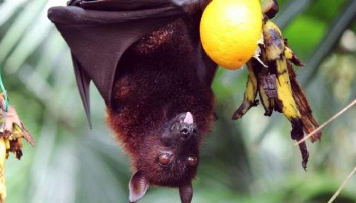 Nipah Virus चा धोका पाहता फळं खाणं टाळावे का? 