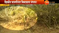 वन विभागाकडून शिकाऱ्याच्या फासकीत अडकलेल्या बिबट्याची सुटका