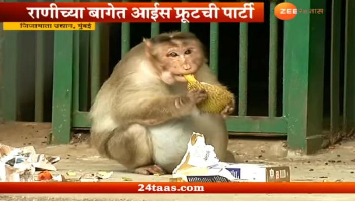 राणीच्या बागेतील प्राण्यांना आईस केकची ट्रीट!