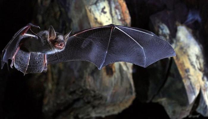 Nipah Virus अलर्ट - केरळमधील निपाहच्या थैमानामागे बांग्लादेशी कनेक्शन