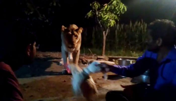 धक्कादायक VIDEO:  हातात कोंबडा घेऊन सिंहाची गंमत करत होते, अचानक....