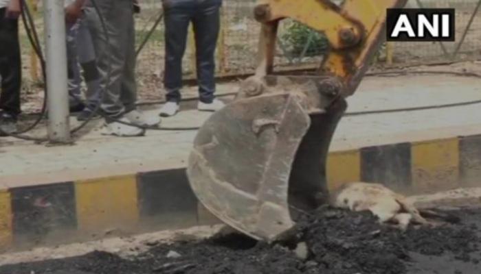 जिवंत कुत्र्यावर रस्त्याचे नवनिर्माण; तक्रारीनंतर खोदकामात शव बाहेर