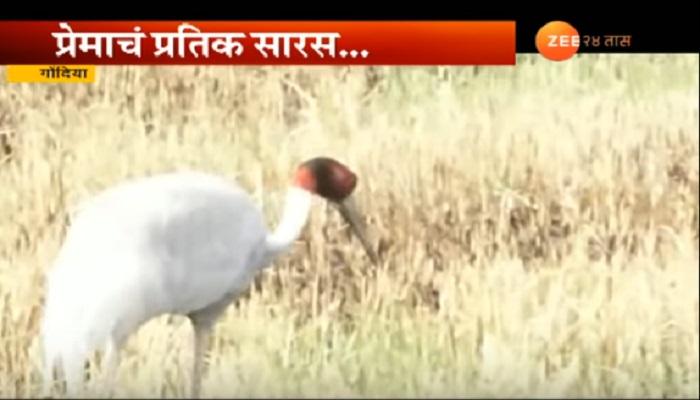 गोंदियात सारसप्रेमींच्या संख्येत वाढ
