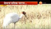 गोंदियात सारसप्रेमींच्या संख्येत वाढ