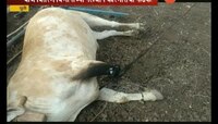 विजेची तार पडल्याने बैलजोडीचा मृत्यू