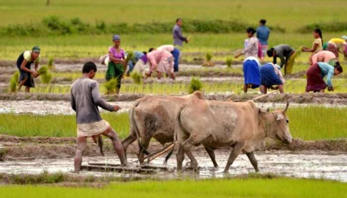 खरीप हंगामासाठी केंद्र सरकारकडून आज हमीभावावर निर्णय