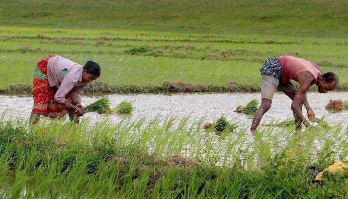 पावसानं दडी मारल्याने शेतकऱ्यांवर दुबार पेरणीचं संकट 