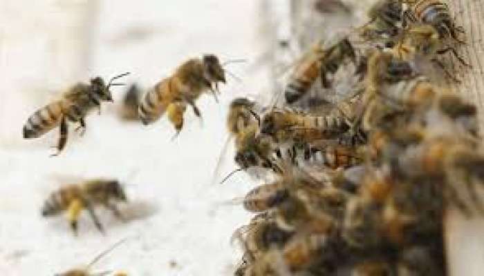 बोरिवलीत मधमाशांची दहशत, हल्ल्यात एकाचा मृत्यू