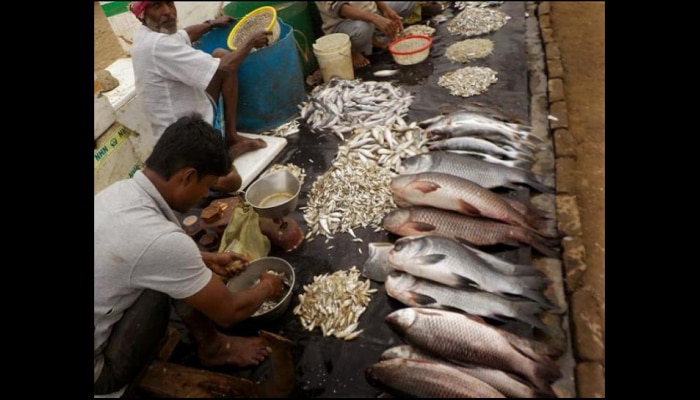 गोव्यात १५ दिवस परराज्यातील मासे विक्रीवर बंदी